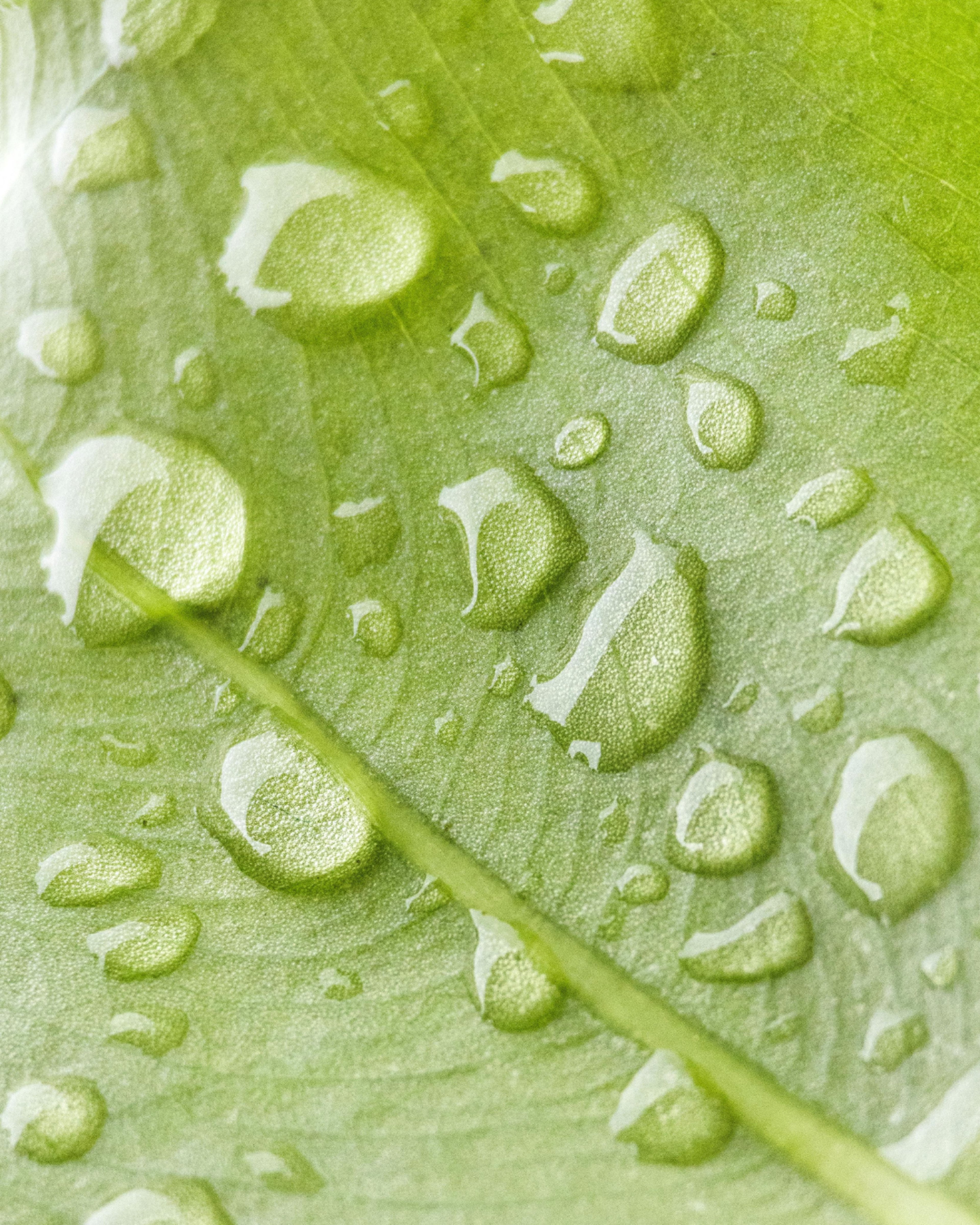 Green leaf with waterdrops